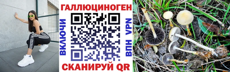 Псилоцибиновые грибы прущие грибы  дарк нет формула  Новозыбков  магазин  наркотиков 