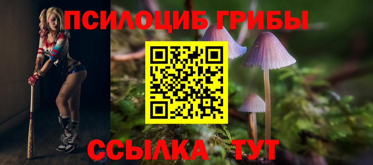 Галлюциногенные грибы ЛСД  Галлюциногенные грибы Psilocybine cubensis  купить наркотики цена  Новозыбков  Вход с VPN 